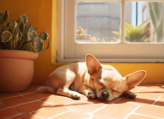 Prevenção de intoxicação de pets pede cuidado na dedetização
